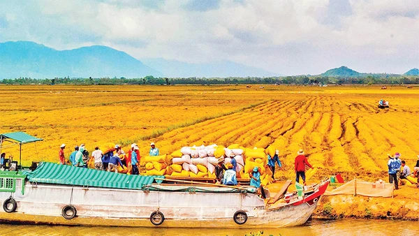 Thu hoạch lúa vùng Tứ giác Long Xuyên. Ảnh: Thanh Tùng