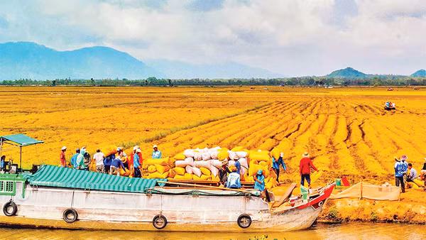 Thu hoạch lúa vùng Tứ giác Long Xuyên. Ảnh: Thanh Tùng