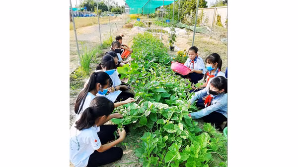 Mô hình trồng rau hữu cơ Seed To Table triển khai tại các trường học ở Bến Tre, Đồng Tháp.