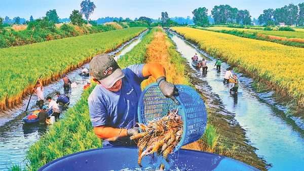 Nông dân xã Trí Phải (huyện Thới Bình, Cà Mau) thu hoạch tôm sinh thái trên đồng lúa hữu cơ. Ảnh: Văn Ðời