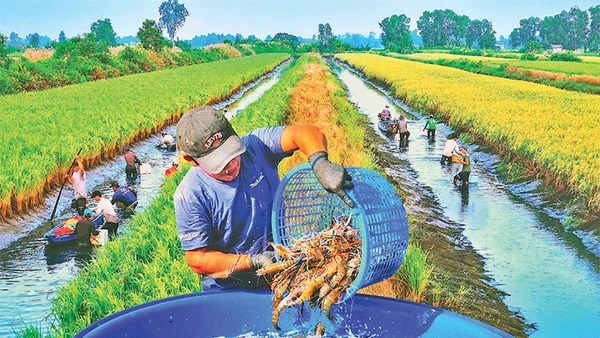 Nông dân xã Trí Phải (huyện Thới Bình, Cà Mau) thu hoạch tôm sinh thái trên đồng lúa hữu cơ. Ảnh: Văn Ðời