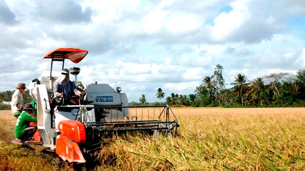 Nông dân TP Cần Thơ thu hoạch lúa đông xuân năm ngoái.
