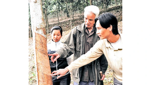 Nông dân tỉnh Lào Cai trồng và chăm sóc rừng. Ảnh: Thanh Hà