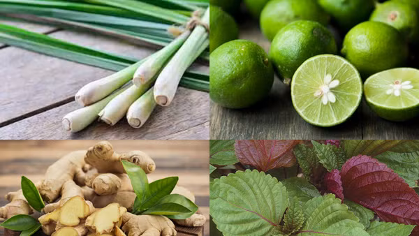 Nhiều nguyên liệu được người dân chọn để đun nước xông hơi. (Ảnh minh họa)