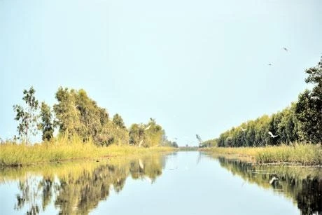 Cò bay đầy mặt nước khi nghe tiếng động.