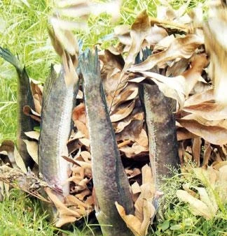 Xiên que nướng cá lóc.