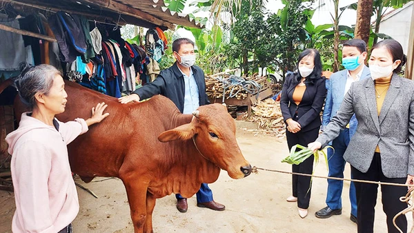 Người dân tại Tân Kỳ (Nghệ An) giới thiệu thành quả bò giống với đoàn công tác Ủy ban T.Ư MTTQ Việt Nam. Ảnh: VŨ ANH