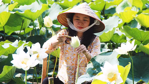 Sen ngự giữa lòng danh thắng