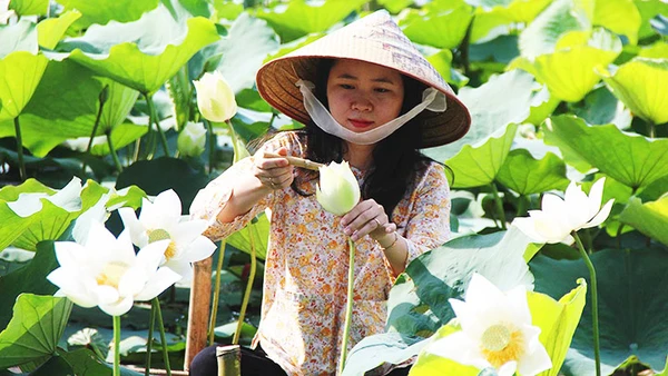 Sen ngự giữa lòng danh thắng