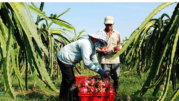 Người dân xã Hàm Liêm, huyện Hàm Thuận Bắc, tỉnh Bình Thuận thu hoạch trái thanh long. Ảnh: Duy Hiển