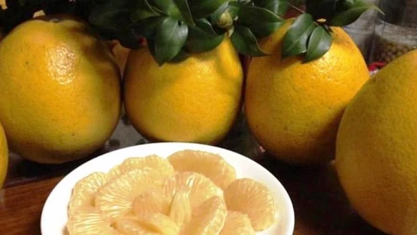 Hà Nội phát triển diện tích trồng bưởi đặc sản