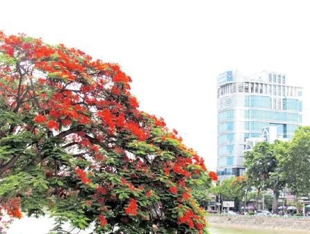 Lung linh sắc đỏ