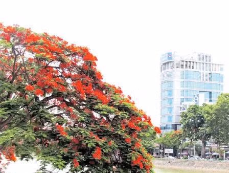 Lung linh sắc đỏ