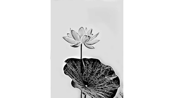 Mùa sen ở trong tôi