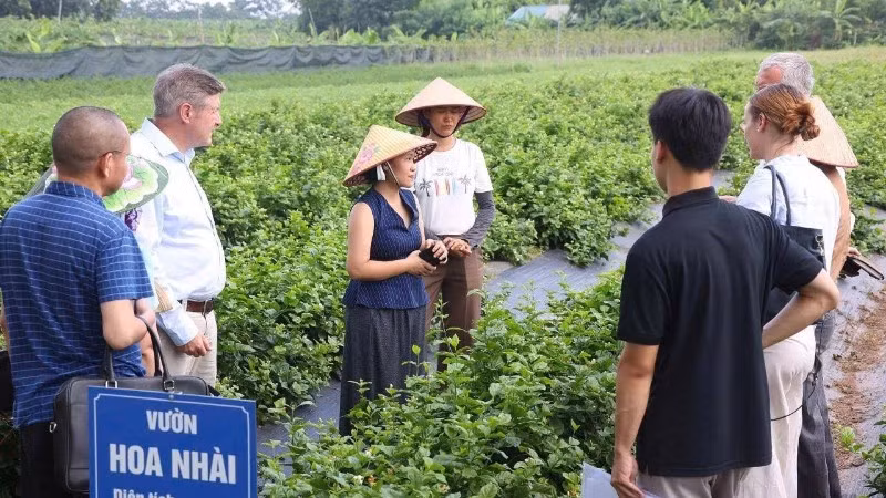 Hà Nội cần một số quy định có tính đặc thù để phát huy tối đa tiềm năng sử dụng đất nông nghiệp.