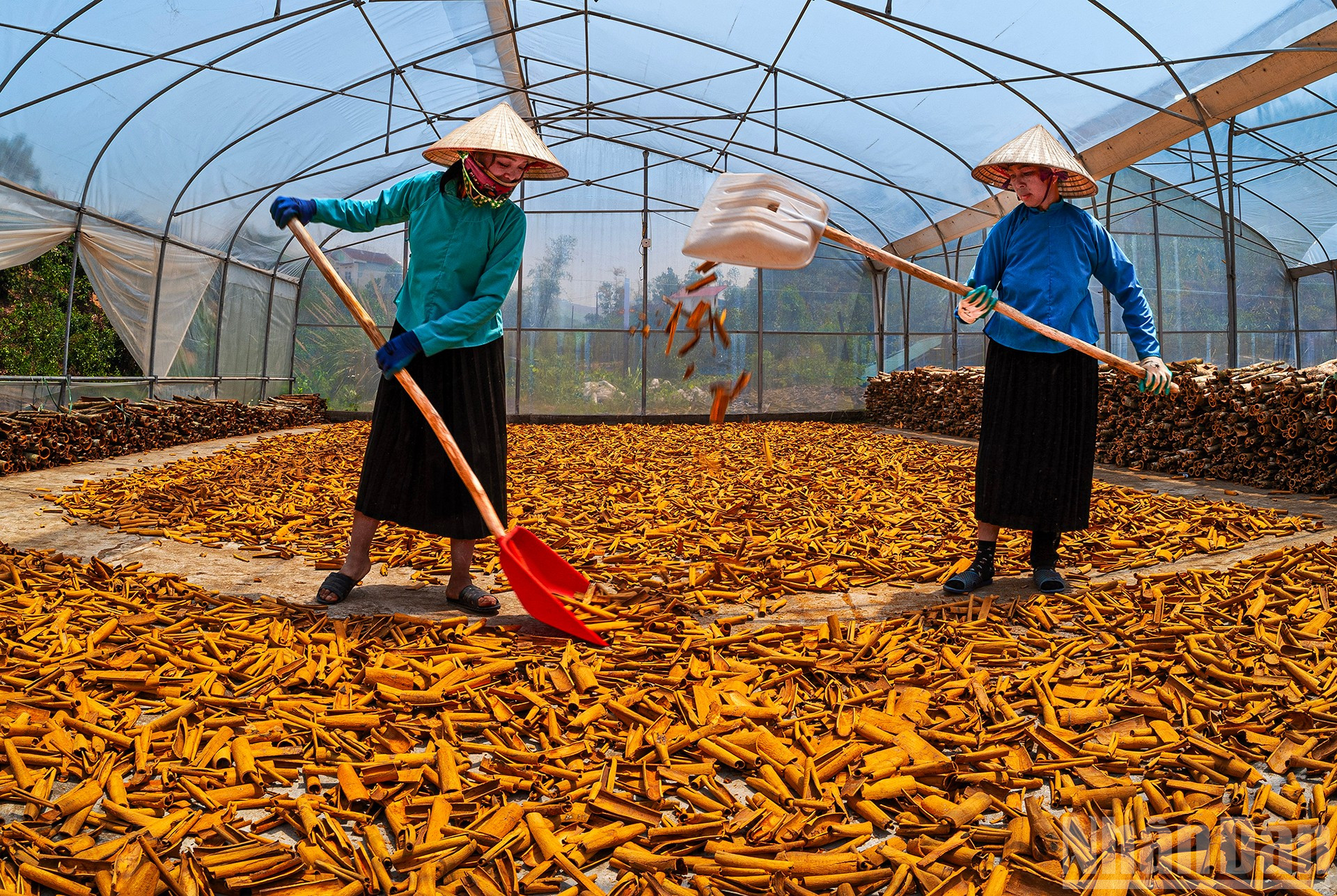 Đồng bào dân tộc Sán Chỉ phơi quế ở Bình Liêu, Quảng Ninh. (Tác giả: LÊ HỒNG MINH) ndo_br_l1160784.jpg