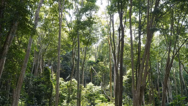 Những huyền thoại duyên nợ với rừng