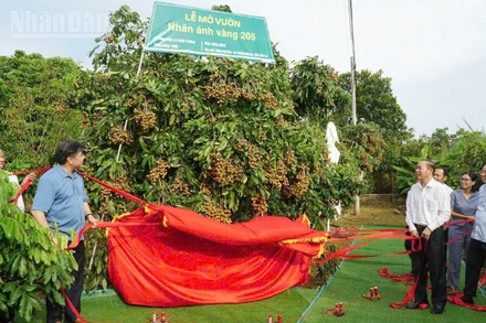 Đồng chí Phùng Đức Tiến, Thứ trưởng Nông nghiệp và Môi trường cùng các đại biểu thực hiện nghi lễ mở vườn và kết nối cung cầu sản phẩm nhãn Ánh vàng 205. 