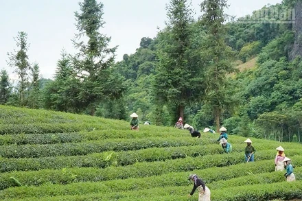 Khu vực miền núi phía bắc là vùng có diện tích nông lâm kết hợp lớn nhất cả nước.