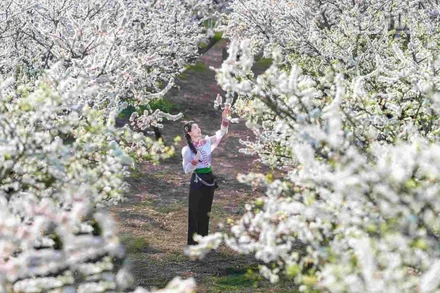 Giữa bạt ngàn màu xanh của núi rừng, sắc trắng của hoa mận nở sớm, bừng sáng như những sương mây sà xuống đậu trên cành cây, tinh khiết và mong manh.