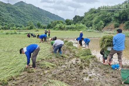 Hơn 200 đoàn viên, thanh niên Trường trung học phổ thông xã Gia Phù tham gia giúp các hộ dân vùng lũ gặt lúa. 