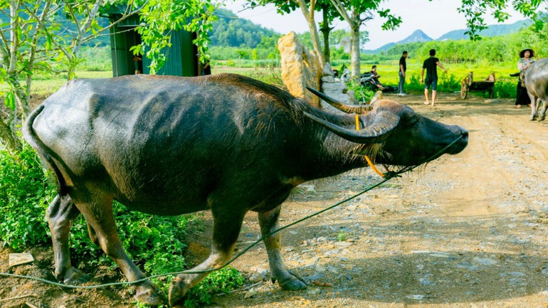 Xong "nhiệm vụ" cho khách cưỡi, trâu thong dong về chuồng. 511545391-24346008824983706-7466923865431964341-n-9289.jpg