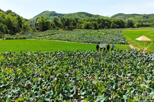 Điểm du lịch Đại An, xã Phú Ninh, thành phố Đà Nẵng đang trở thành điểm du lịch cộng đồng được người dân và du khách ưa thích.