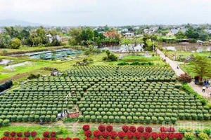 Một góc làng hoa Hà Đông nhìn từ trên cao.