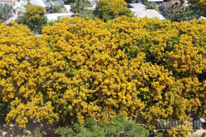 Hoa sưa ở làng Hương Trà, phường Hương Trà bắt đầu vào mùa nở hoa.