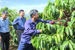 Chi bộ Đội 6, Đảng bộ Công ty TNHH MTV Cà phê 731 hoàn thành xuất sắc nhiệm vụ sản xuất kinh doanh.