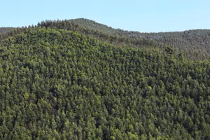 [Infographic] Bức tranh toàn cảnh về thực trạng rừng tại Việt Nam