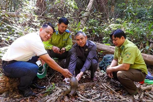 Cá thể tê tê Java, thuộc nhóm IB được thả về rừng.