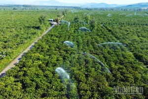 Tưới cà-phê tại cánh đồng mẫu ứng dụng công nghệ cao.