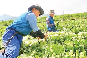 Lao động của huyện Phong Thổ (cũ), Lai Châu, tham gia làm việc tại Nhật Bản. (Ảnh tư liệu: TUẤN THỊNH)