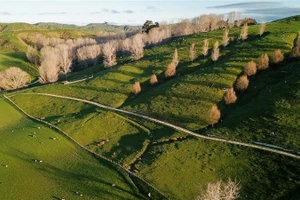 Ảnh chụp từ trên không vào ngày 21/9/2019 cho thấy đàn cừu đang gặm cỏ ở vùng nông thôn tại Wellington, New Zealand. (Ảnh: Tân Hoa Xã)