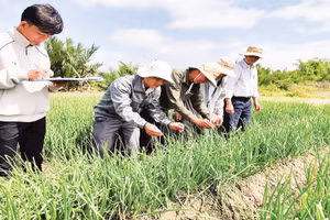 Hệ thống tưới nhỏ giọt do Viện Nghiên cứu phát triển Đồng bằng sông Cửu Long chuyển giao tại phường Vĩnh Châu.