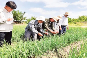 Hệ thống tưới nhỏ giọt do Viện Nghiên cứu phát triển Đồng bằng sông Cửu Long chuyển giao tại phường Vĩnh Châu.