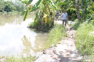 Sạt lở bờ kênh Trà Tân, xã Long Tiên, tỉnh Đồng Tháp cần xử lý để đáp ứng nhu cầu đi lại của nhân dân. 