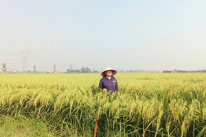 Dẻo thơm nếp cái hoa vàng Thụy Lâm