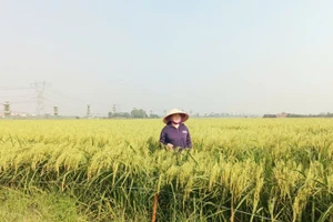 Cánh đồng nếp cái hoa vàng trĩu bông ở xã Thư Lâm, thành phố Hà Nội.