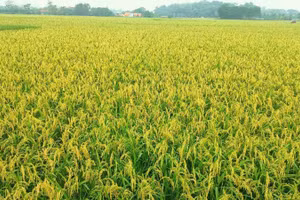 Người dân cần thăm đồng thường xuyên, theo dõi sát diễn biến của sinh vật hại.