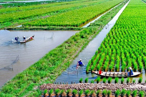 Định hình thương hiệu gạo phát thải thấp 