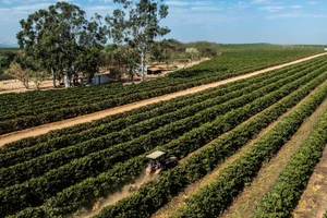 Cánh đồng cà-phê tại Minas Gerais, Brazil. (Ảnh: THX/TTXVN)