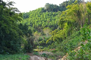 Trước thiên tai khốc liệt, cần nhìn lại chất lượng rừng