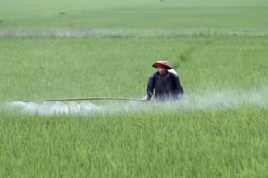 Vụ đông xuân 2026, các tỉnh phía bắc gieo cấy hơn 1.027.000 ha lúa.