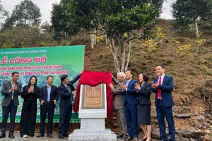 Thực hiện nghi thức gắn biển cho quần thể 12 cây chè Di sản Việt Nam. (Ảnh: TUẤN SƠN).