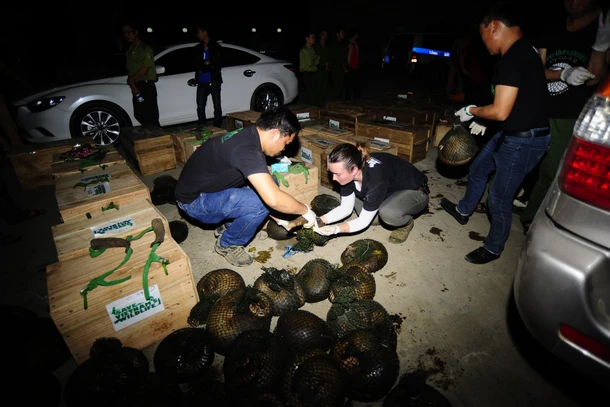 Cứu hộ tê tê: Hướng mở cho bảo tồn chủ động và phát triển bền vững