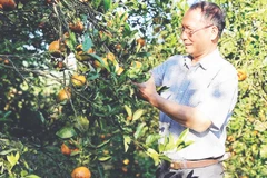 Ông Nguyễn Quang Đông kiểm tra chất lượng trái cam.