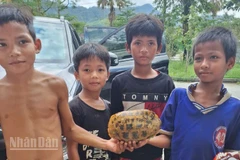 Nhóm thiếu nhi phát hiện rùa quý lạc vào khu dân cư