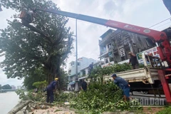 Hơn 200 công nhân viên Trung tâm công viên cây xanh Huế cùng 100% phương tiện đã được huy động tăng cường cắt tỉa cây xanh trước giờ bão vào đất liền.
